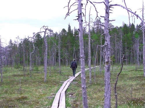 Säynäjäsuon-soidensuojelualue-retkeilijä-pitkospuilla-hiker.jpeg